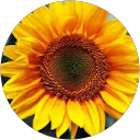 Cat Lemons profile picture